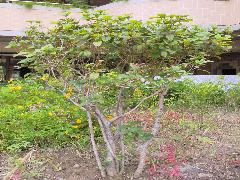 桂花為常綠灌木或小喬木，莖部樹皮為灰黑色，小枝為淡灰褐色(蔡秀錦攝)