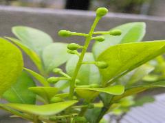 樹蘭早期綠色的圓錐花序(蔡秀錦攝)