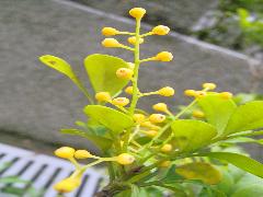樹蘭淡黃色的圓錐花序(蔡秀錦攝)