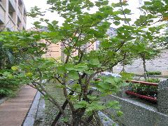 番石榴為多年生常綠小喬木，樹幹多彎曲，樹皮褐色，易脫落而呈光滑狀(蔡秀錦攝)