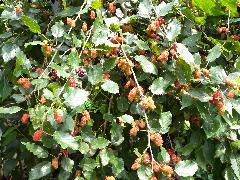 小葉桑的果實為多花聚合果，橢圓形，早期為淡綠色，成熟時暗紅色或深紫色(蔡秀錦攝)