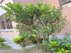 金柑為多年生常綠或半落葉小喬木或灌木，葉腋具短棘刺(蔡秀錦攝)