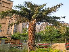 臺灣海棗為常綠中型木本，可栽植於公園、庭園、校園當成庭園樹及行道樹(蔡秀錦攝)
