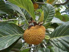 麵包樹的果實為複合果，球，肥大肉質狀，成熟轉為黃色(蔡秀錦攝)