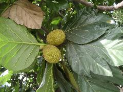 麵包樹的果實為複合果，球，肥大肉質狀，早期黃綠色(蔡秀錦攝)