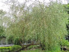 垂柳為常綠喬木，樹幹粗大，樹皮為灰褐色，有深溝縱裂紋(蔡秀錦攝)