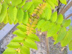 大葉桃花心木的葉互生，葉柄長，光滑無毛，為偶數羽狀複葉，小葉5~6對(蔡秀錦攝)