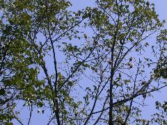 大葉桃花心木樹梢有多數分枝，枝條直立或斜上昇(蔡秀錦攝)
