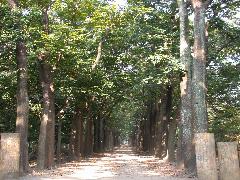 大葉桃花心木為常綠大喬木，樹幹挺拔，樹高可達20公尺以上(蔡秀錦攝)