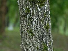 楓香的樹幹通直，有縱裂溝紋，樹皮灰褐色(蔡秀錦攝)