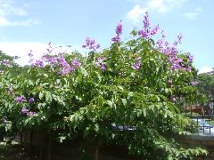 大花紫薇樹枝擴展，直立或斜上昇，單葉對生，革質，長橢圓形或倒卵形(蔡秀錦攝)