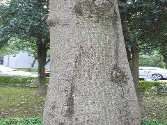 美人樹樹幹基部粗大，老樹幹，瘤狀刺較短且少(蔡秀錦攝)