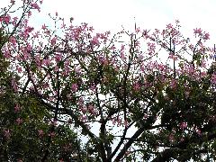 美人樹是良好的庭園造景、美化樹種，花朵是蝴蝶的蜜源(蔡秀錦攝)