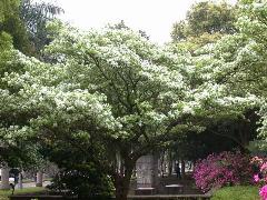 枝條為開展狀，樹形茂密，翠綠，是很好的庭園觀賞植物(蔡秀錦攝)