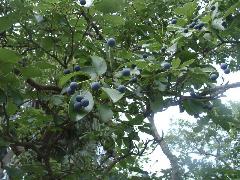 果實為橢圓形，成熟時由綠轉紫黑色，味澀難食(蔡秀錦攝)