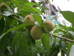 桃有多種品種，果實可食用，內含白色種子(蔡秀錦攝) 