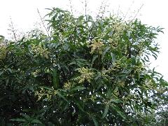 常綠大喬木，植株通常高達15至18公尺，樹齡長(蔡秀錦攝) 