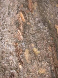 樹幹上常可見獨角仙咬破的縱裂痕(蔡秀錦攝)