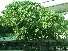 樹冠傘形，為理想天然遮陽傘，用做遮蔭樹或美化庭園栽培(蔡秀錦攝)