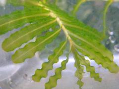 馬藻  葉互生，葉子薄且寬，呈帶狀線形至長橢圓形(蔡秀錦攝)
