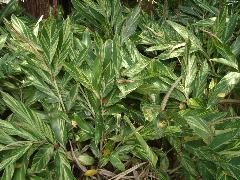 斑葉月桃為多年生草本植物，高約1~3公尺(蔡秀錦攝)