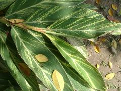 斑葉月桃的葉子寬且長，為闊披針狀，葉面有黃色斑紋(蔡秀錦攝)