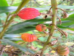 斑葉月桃的果實為球形，表面有許多縱稜，成熟時為紅色(蔡秀錦攝)