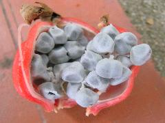 斑葉月桃成熟果實內有淡藍灰色的種子，有芳香味道(蔡秀錦攝)