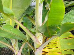 香蕉的葉鞘肥厚，互抱成假莖，葉叢出於假莖末梢(蔡秀錦攝)