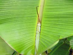 香蕉的葉有明顯平行脈，葉片大型，長橢圓形(蔡秀錦攝)