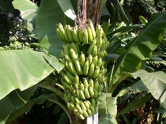 香蕉的果序由5~10段組成果束，果實為漿果，肉質，長橢圓形，圓柱形或三稜形(蔡秀錦攝)