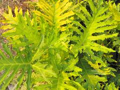 羽裂蔓綠絨葉於莖頂向四方伸展，有很長的葉柄，為室內或戶外半遮陰場所的觀葉植物(蔡秀錦攝)