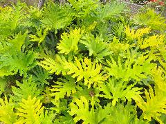 羽裂蔓綠絨為多年生常綠草本植物，莖粗壯直立(蔡秀錦攝)