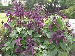 一串紅 深紫色品種(蔡秀錦攝)