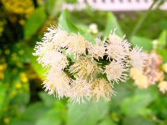 白花霍香薊  花為白色頭狀花序(蔡秀錦攝)