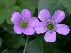 紫花酢漿草 花瓣5枚，花瓣基部有深紫色條紋(蔡秀錦攝)