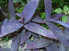 紫錦草.1.JPG