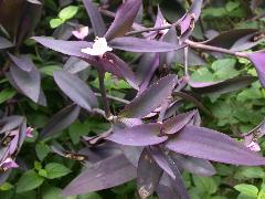 紫錦草  可種植為景觀植物(蔡秀錦攝)