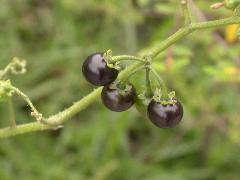 光果龍葵  果實成熟時為紫黑色(蔡秀錦攝)