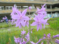 紫嬌花  花軸頂端長出8至20朵淡紫色小花(蔡秀錦攝)