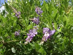 紫藤為多年生落葉藤蔓植物，莖為木質具有纏繞性(蔡秀錦攝)