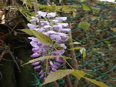 紫藤的大型下垂的花側生於小枝上，約有20~30朵，花冠蝶形，為藍紫色(蔡秀錦攝)