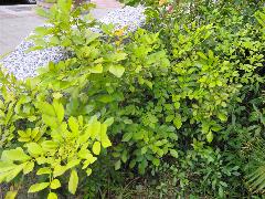月橘為常綠小喬木或灌木，可種植為綠籬(蔡秀錦攝)