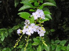 花頂生或腋出，花冠有藍紫色及白色兩種，典雅秀氣
(蔡秀錦攝)