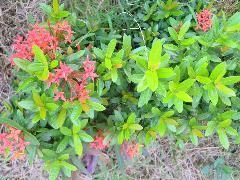 矮性仙丹花為常綠小灌木，適合密植作為綠籬(蔡秀錦攝)