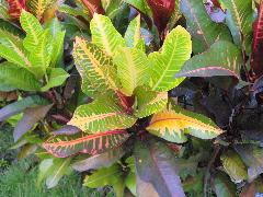 變葉木葉色變化多，本種為大型葉，葉中脈清楚，葉片有紅、黃、綠等色(蔡秀錦攝)