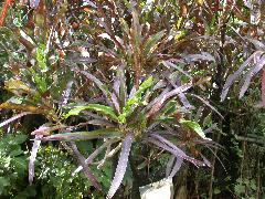 變葉木葉型變化多，本種為早期為螺旋葉，晚期為細長型，葉片以紅褐色、綠色為主(蔡秀錦攝)