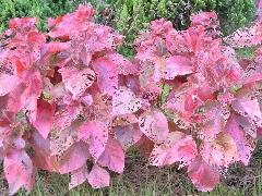 紅葉鐵莧為常綠灌木，莖多分枝，可作為綠籬(蔡秀錦攝)