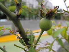 月季花果實為卵形或梨形，成熟前為綠色(蔡秀錦攝)
