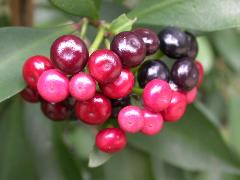 春不老成熟果實表面有光澤，紅色至紫黑色，可提供鳥類食物(蔡秀錦攝)